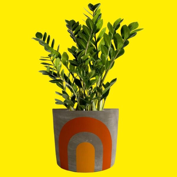 plant in concrete plant pot with painted orange and yellow rainbow design