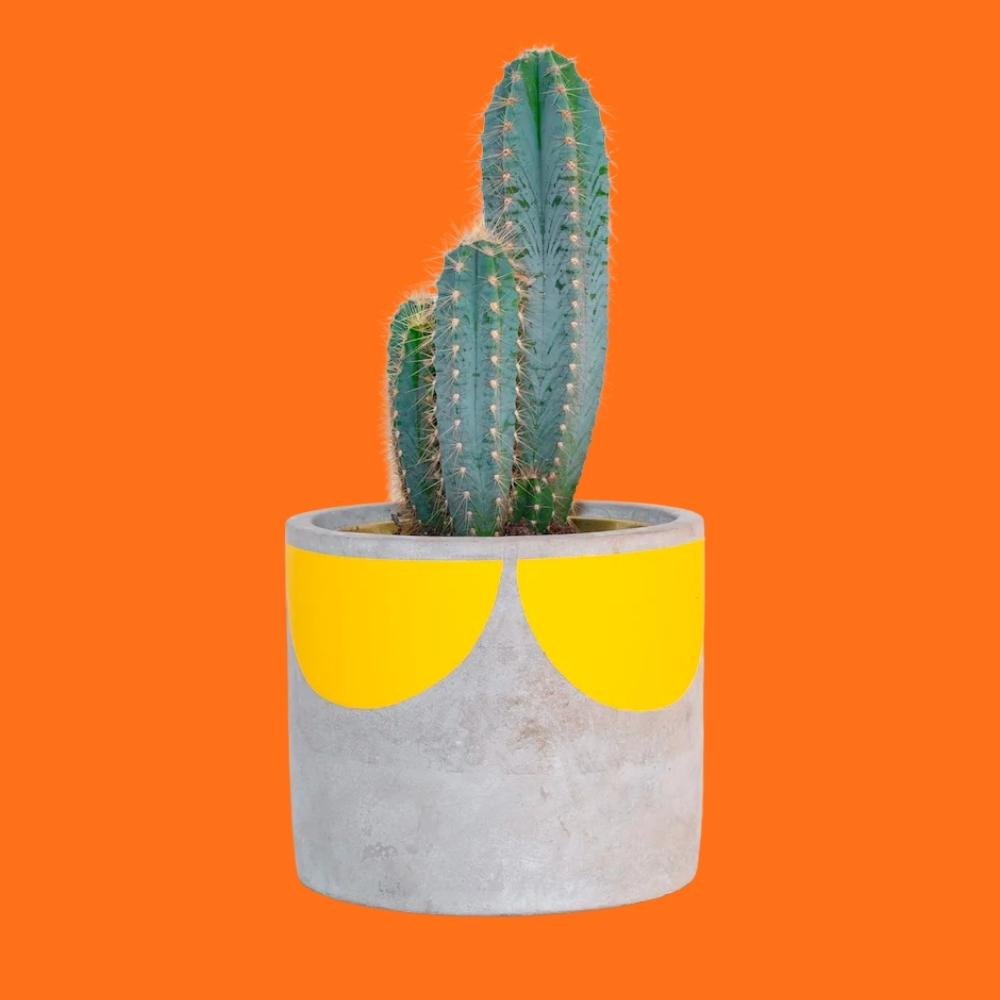 Pow Pots concrete house plant pot with yellow sun scallop design