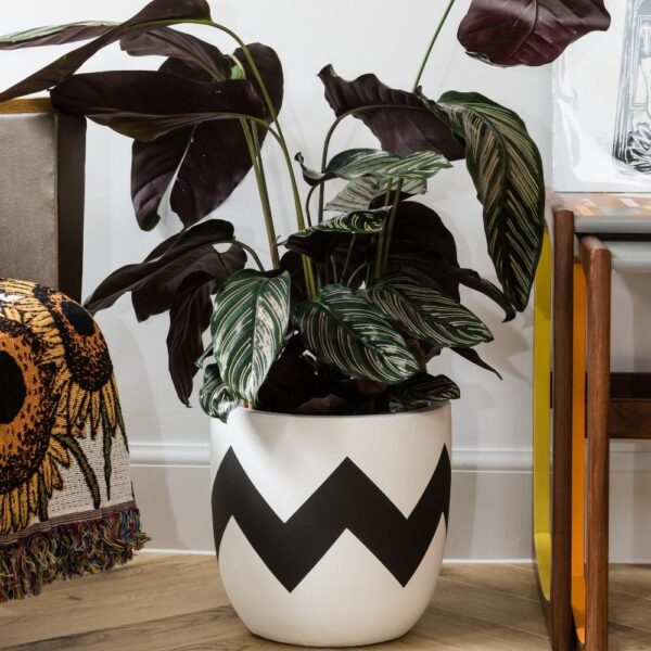 white scandi style plant pot with decorative black zig zag